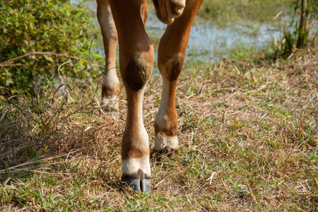 Cows legs, foot standing on the ground, Cow's legs on the farm.の写真素材