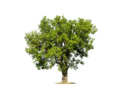 Cutout isolated tree for use as a raw material for editing work. isolated beautiful fresh green deciduous almond tree on white background with clipping path.の写真素材