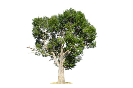 Cutout isolated tree for use as a raw material for editing work. isolated beautiful fresh green deciduous almond tree on white background with clipping path.の写真素材