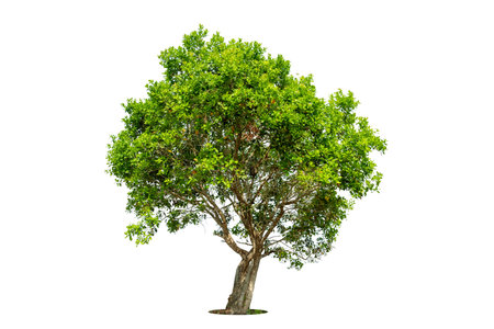 Cutout isolated tree for use as a raw material for editing work. isolated beautiful fresh green deciduous almond tree on white background with clipping path.の写真素材