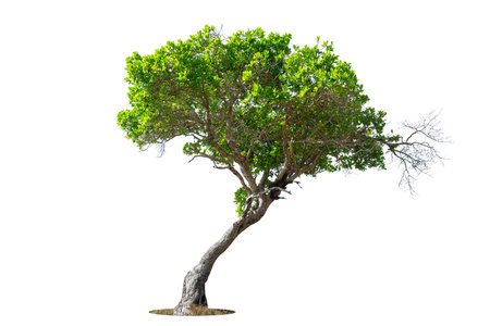 Cutout isolated tree for use as a raw material for editing work. isolated beautiful fresh green deciduous almond tree on white background with clipping path.の写真素材
