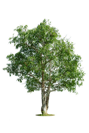 Cutout isolated tree for use as a raw material for editing work. isolated beautiful fresh green deciduous almond tree on white background with clipping path.の写真素材