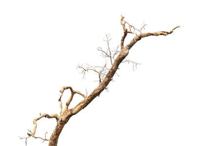 Dead tree isolated on white background, Dead branches of a tree, Dry tree branch, Part of single old and dead tree on white background.の写真素材