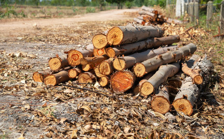 A pile of stacked firewood, prepared for heating the house, Firewood harvested for heating in winter, Chopped firewood on a stack, Firewood stacked and prepared for winter Pile of wood logsの写真素材