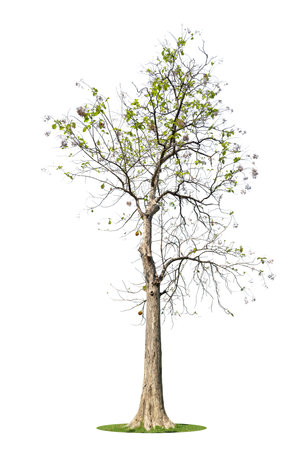 Trees isolated on white background, tropical trees isolated used for design, advertising and architectureの写真素材