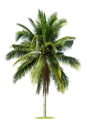 Coconut palm tree isolated on white background. Suitable for use in architectural design or Decoration work.の写真素材