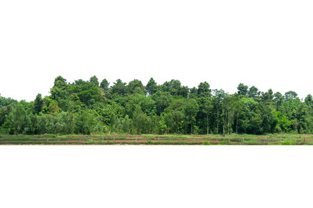 View of a High definition Treeline isolated on a white backgroundの写真素材