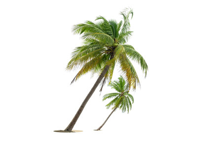 Coconut trees blowing in the sea  isolated  on white background, beach coconut tree in the summer,の写真素材