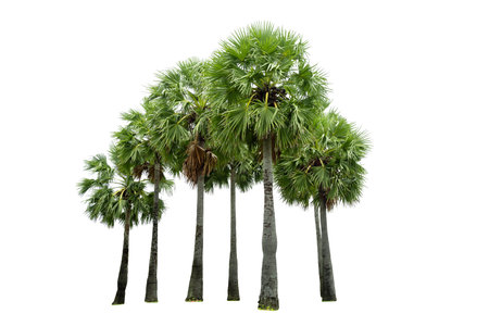 Group of sugar palm trees isolated on white background,  Sugar palm tree isolated on white background.With clipping path.Other name is Lontar,Fan Palm,Palmyra palm.Collection of tree .の写真素材
