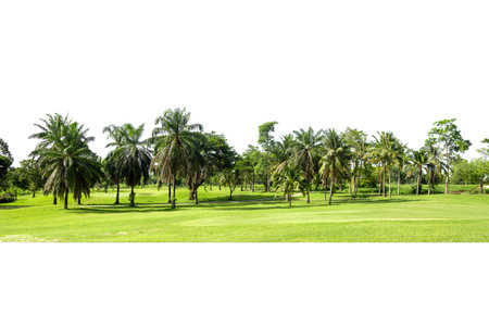 View of a High definition Treeline isolated on a white backgroundの写真素材