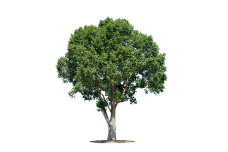 Trees isolated on white background, tropical trees isolated used for design, advertising and...