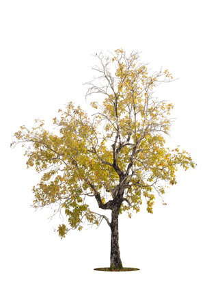 Trees isolated on white background, tropical trees isolated used for design, advertising and architectureの写真素材