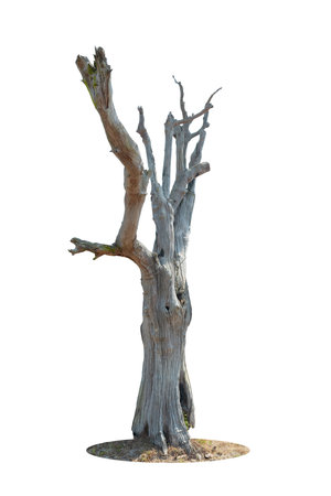 Dry branch of big dead tree with cracked dark bark stem. Beautiful old tree isolated on white background. Single old and dead tree on nature. Alone wooden trunk forest in fall season changeの写真素材