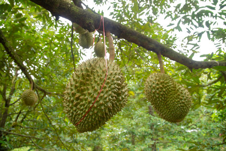 Durian tree, Durians are the king of fruits.
