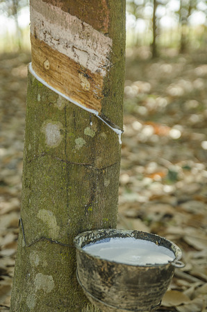 Milky latex extracted from rubber tree Hevea Brasiliensis as a source of natural rubberの写真素材