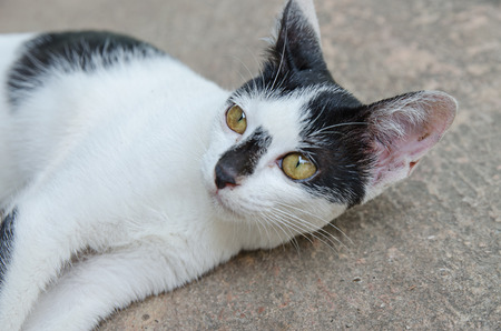 Cat portraitの写真素材