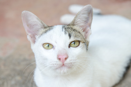 Cat looks curiouslyの写真素材