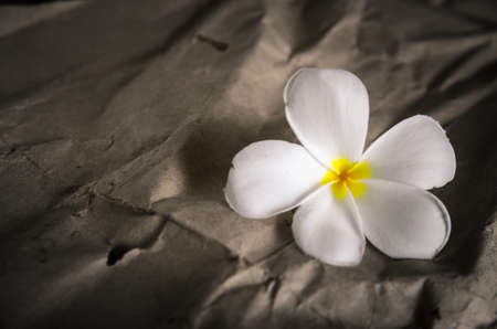 Flower on old paper as vintage background,soft focusの写真素材