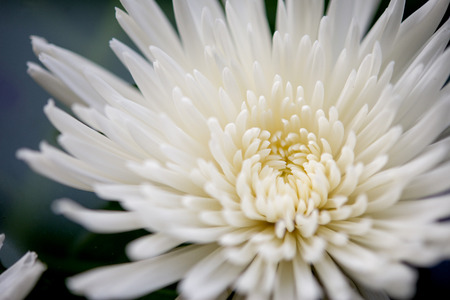 Beautiful white lotus flower or waterlily.の写真素材