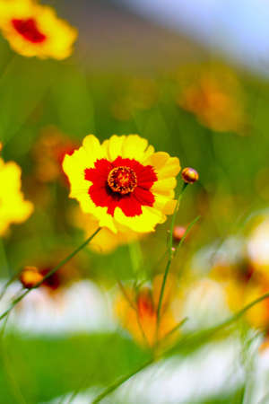 flower colorの写真素材