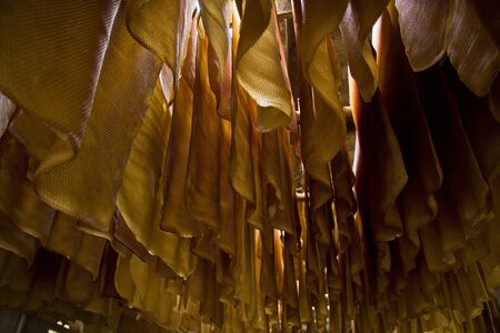 Latex of rubber tree drying on the washing line の写真素材