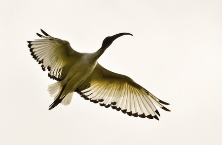 Ibis wild in flightの写真素材