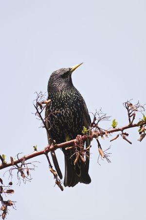 starling bird (sturnus vulgaris) on branch treeの写真素材
