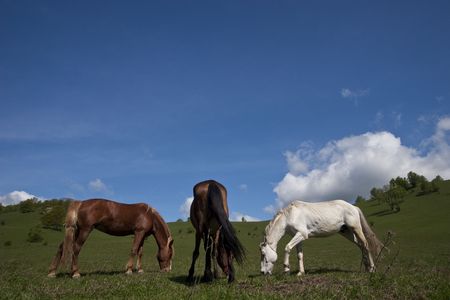 three beautiful horses to graze on green fieldの写真素材