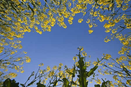 yellow flowers of the field projected on the sky blue
