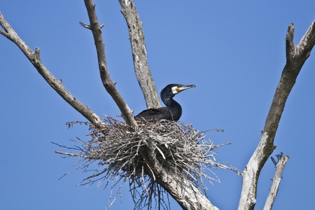 cormorant (phalacrocorax carbo ) on nest and a blue skyの写真素材