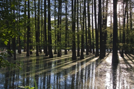 shadows of trees in the flooded forestの写真素材