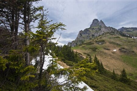 a tree on the road to the mountain topの写真素材