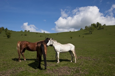 horse in talks on a nice green fieldの写真素材