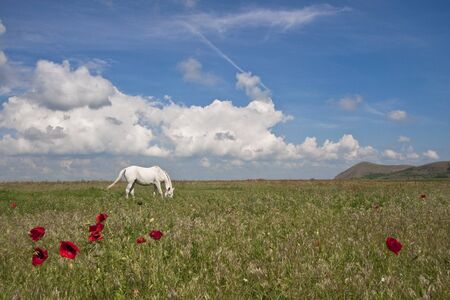 a white horse in a field with poppies