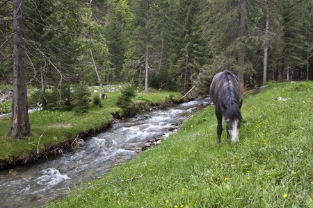 a horse to pasture near a mountain riverの写真素材