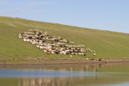 a flock of sheep and goats on the lakeの写真素材