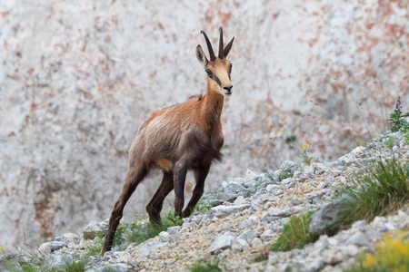 chamois (Rupicapra Carpatica) who goes on a mountainの写真素材