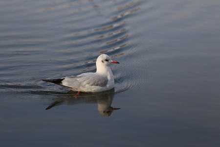 a seagull swimming in a lake waterの写真素材
