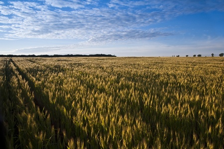 a wheat field and blue sky with clouds