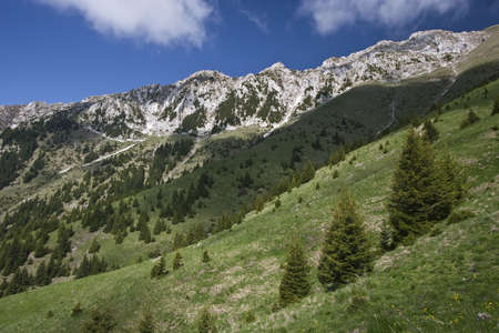 some trees on a green mountain slope