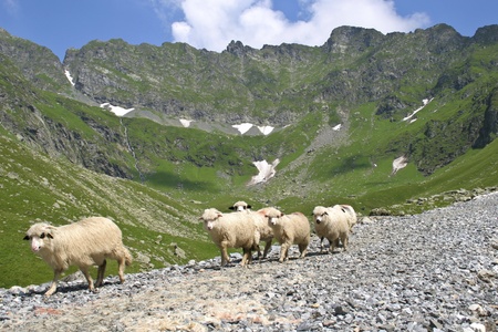 sheep to move in a mountain valleyの写真素材
