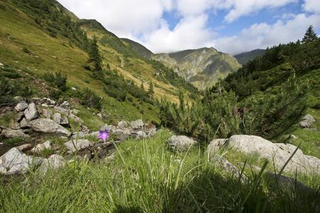 a single flower in a mountain valley