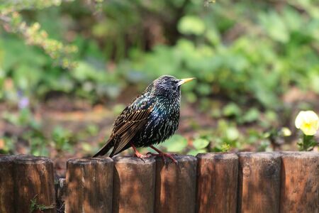 starling bird (sturnus vulgaris) on a wooden fenceの写真素材
