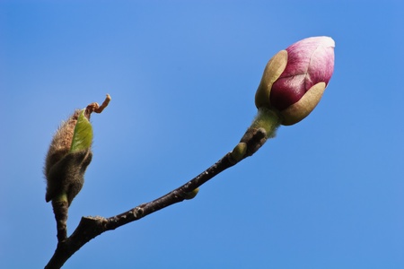 Bud of a tree on blue skyの写真素材
