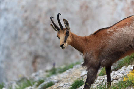 a chamois (Rupicapra Carpatica)  that looked astonishedの写真素材