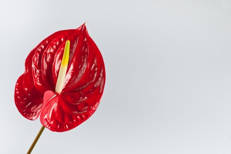 beautiful red anthurium on a white background の写真素材