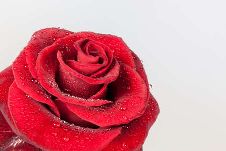 beautiful red rose closeup with drops of waterの写真素材