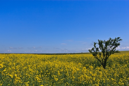 a green tree on a yellow fieldの写真素材
