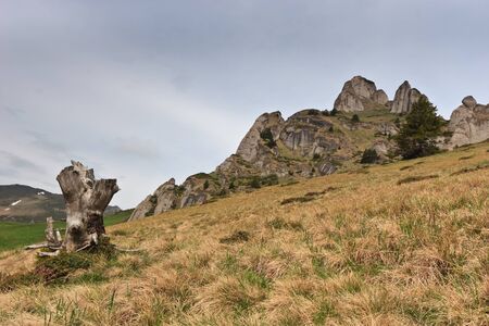 cutting a tree near a mountain slopeの写真素材