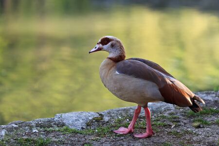 Egyptian Goose (Alopochen aegyptiacus) sitting on a meadowの写真素材